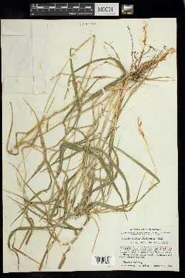Brachypodium mexicanum image