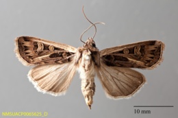Image of Euxoa flavidens