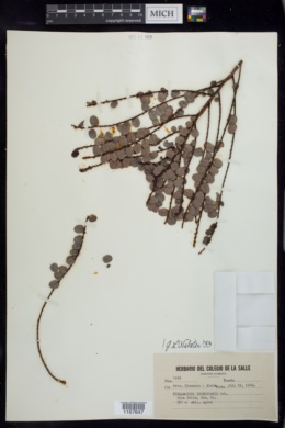 Image of Phyllanthus incrustatus