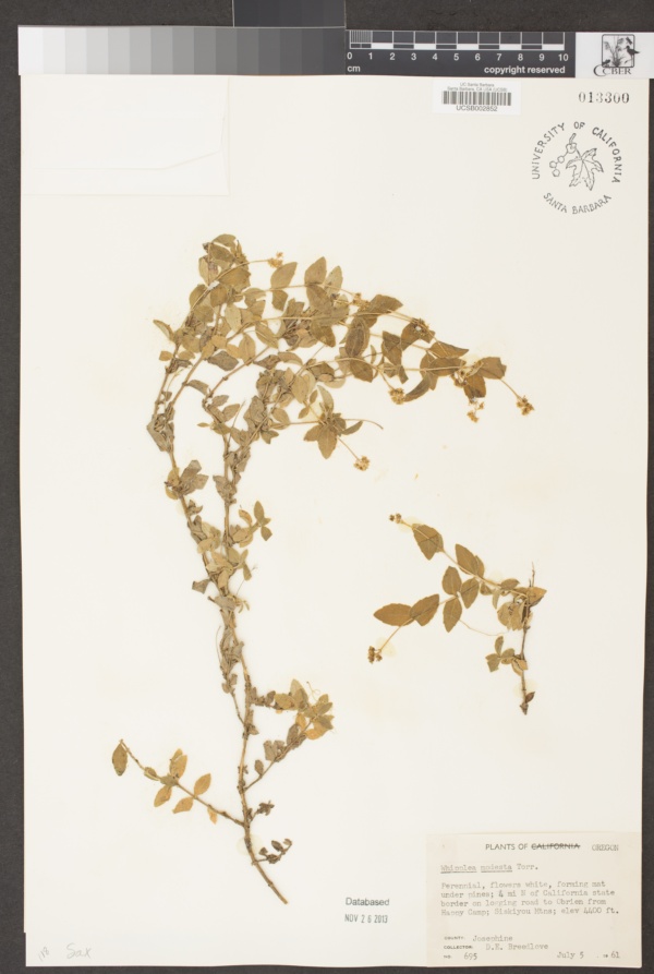 Hydrangeaceae image