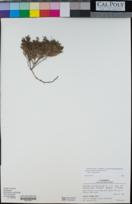 Galium californicum subsp. californicum image