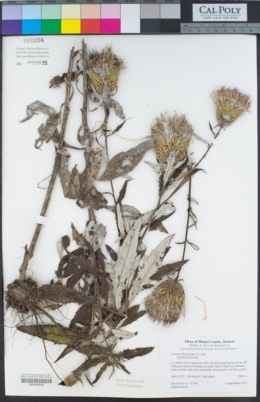 Image of Cirsium altissimum