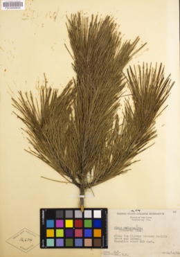 Pinus radiata image