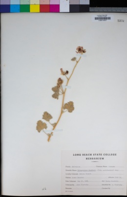 Sphaeralcea emoryi image