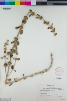 Image of Marrubium crassidens