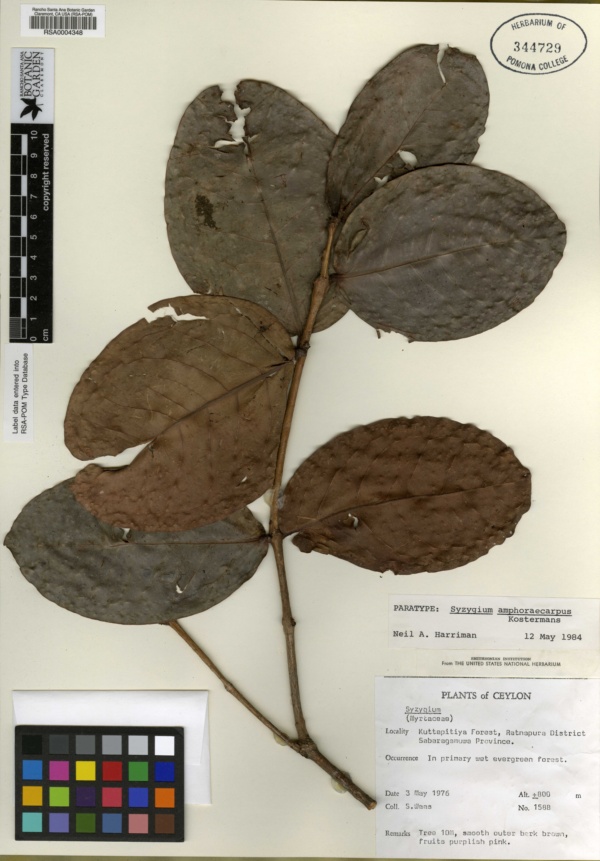 Syzygium amphoraecarpus image
