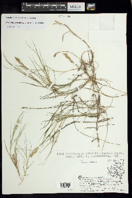 Distichlis spicata var. spicata image
