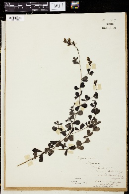 Baptisia tinctoria image