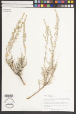 Artemisia arbuscula subsp. thermopola image