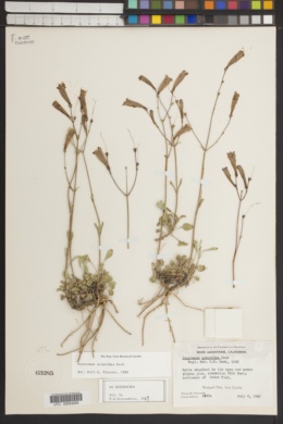 Penstemon scapoides image