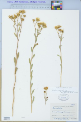 Gutierrezia arizonica image