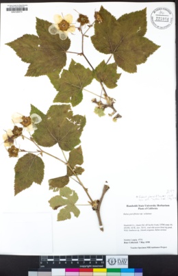 Rubus parviflorus var. velutinus image