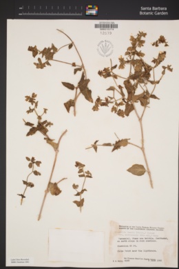Mirabilis laevis var. crassifolia image