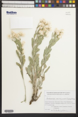 Image of Centaurea erivanensis