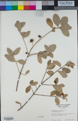Crinodendron tucumanum image