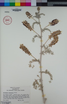 Image of Astragalus brauntonii