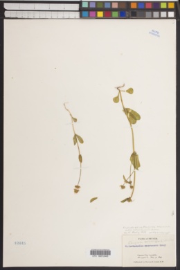 Valerianella macrocera image