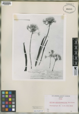 Image of Allium grandisceptrum