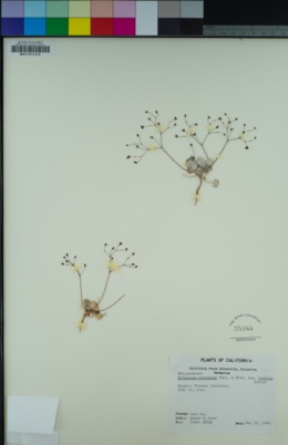 Eriogonum reniforme image