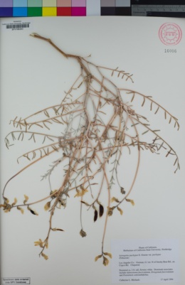 Astragalus pachypus image