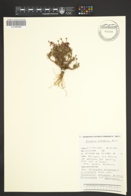 Image of Stylidium bulbiferum