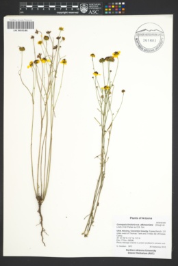 Coreopsis tinctoria var. atkinsoniana image