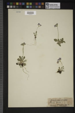 Primula farinosa image