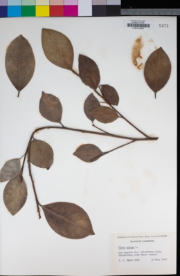 Ficus microcarpa image