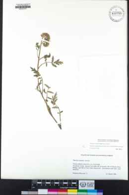 Phacelia cicutaria var. cicutaria image