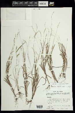 Paspalum clavuliferum image