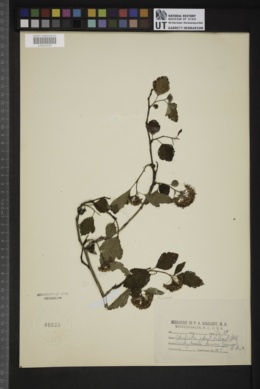 Opulaster opulifolius image