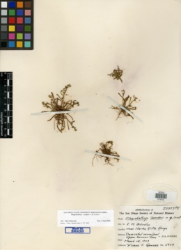 Plagiobothrys scriptus image
