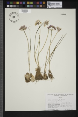 Allium perdulce var. sperryi image