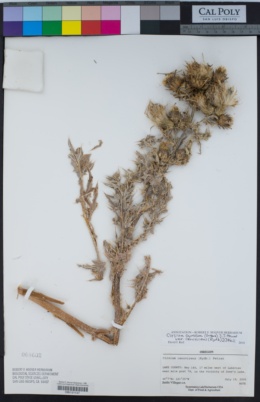 Cirsium canovirens image