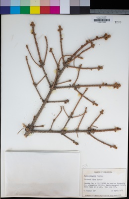 Image of Picea pungens
