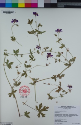Image of Geranium caespitosum