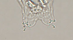 Diphascon alpinum image
