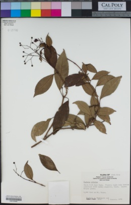 Image of Fuchsia arborea