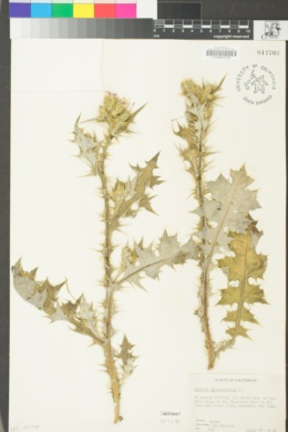 Carduus pycnocephalus image