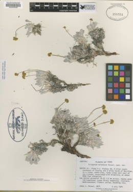 Eriogonum muhlickii image
