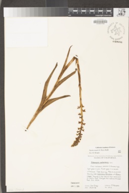 Piperia cooperi image