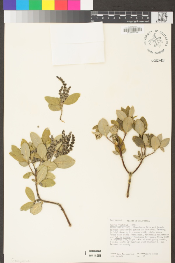 Garryaceae image