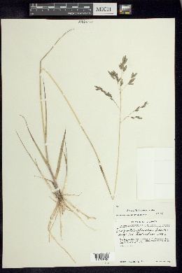 Eragrostis plumbea image