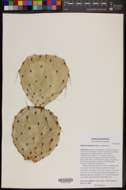 Opuntia setispina image