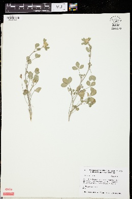 Image of Trifolium lucanicum