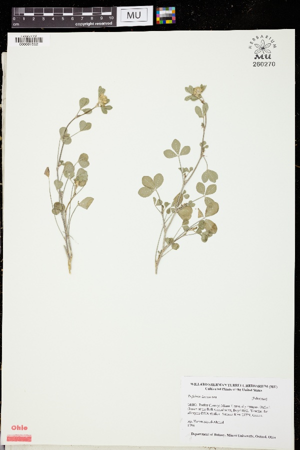 Trifolium lucanicum image
