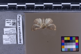 Perigea xanthioides image