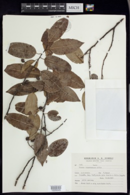 Prunus tucumanensis image