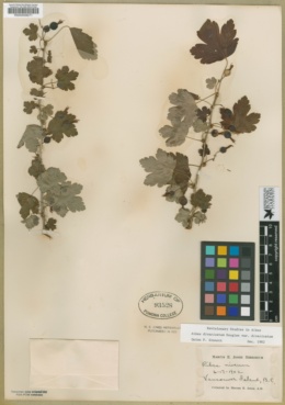 Ribes divaricatum var. divaricatum image