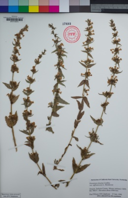 Penstemon deustus var. suffrutescens image